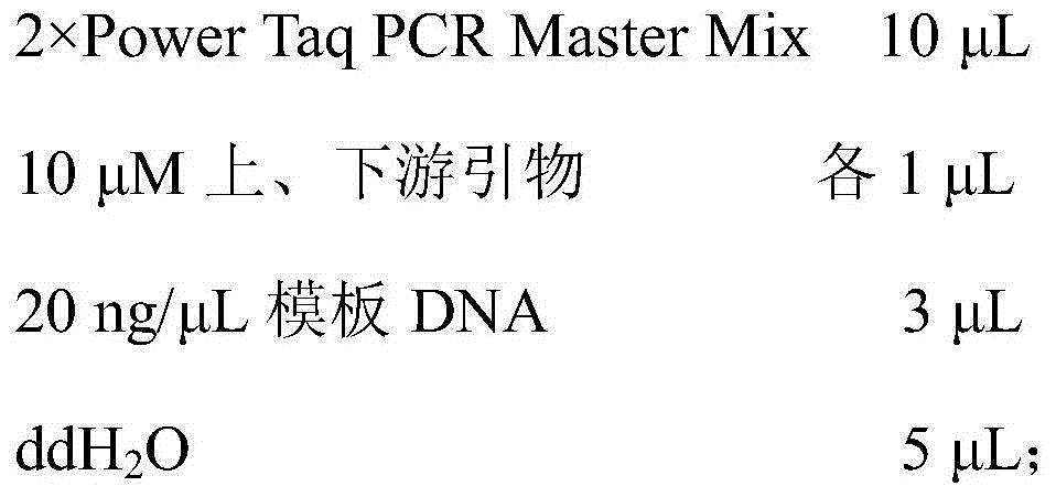 High-specificity molecular specific labeled primers of oil-tea camellia fine breed Changlin No. 21 and detection method thereof