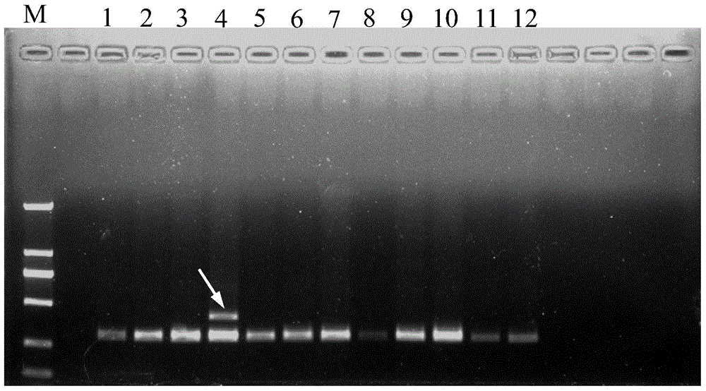 High-specificity molecular specific labeled primers of oil-tea camellia fine breed Changlin No. 21 and detection method thereof