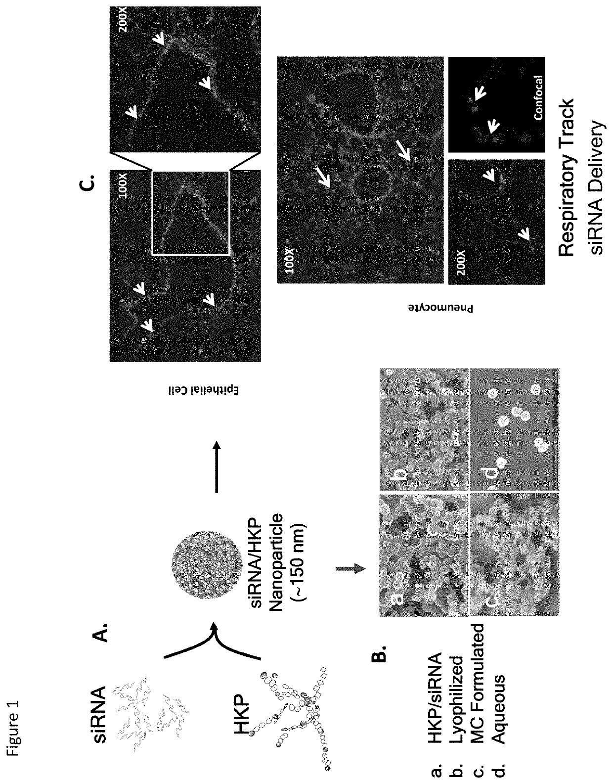 COMPOSITION AND METHODS OF RNAi PROPHYLACTICS AND THERAPEUTICS FOR TREATMENT OF SEVERE ACUTE RESPIRATORY INFECTION CAUSED BY  2019 NOVEL CORONAVIRUS (2019-nCoV)