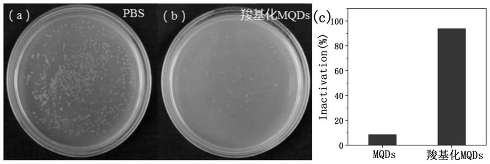 Preparation and antibacterial activity test method of antibacterial agent based on mxene quantum dots