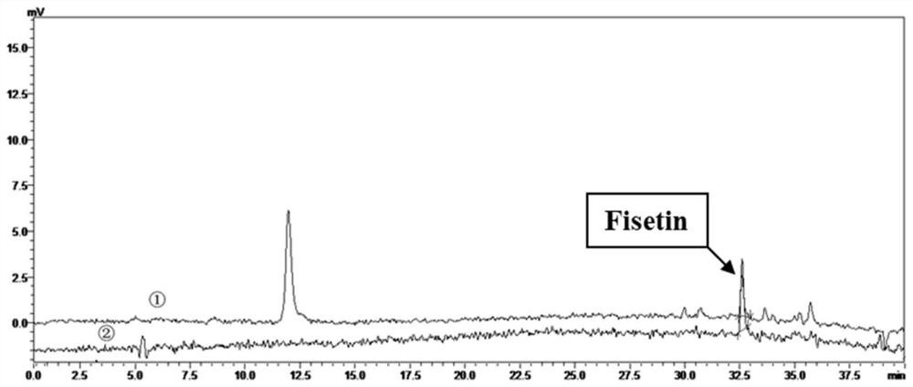 A method for extracting fisetin in emblica