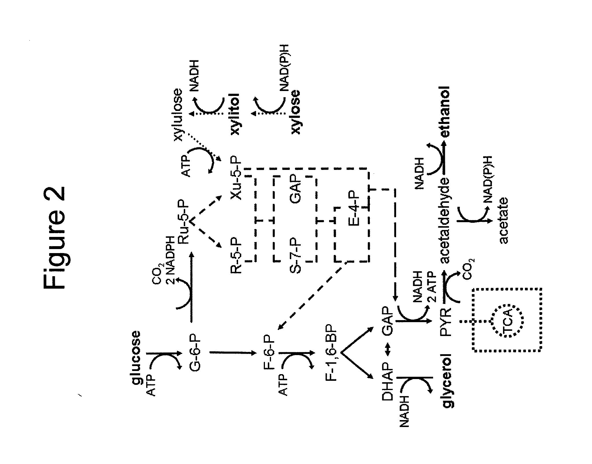 Modified yeast strains exhibiting enhanced fermentation of lignocellulosic hydrolysates