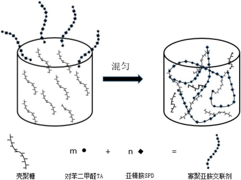 Method for preparing hydrogel through using imine oligomer as cross-linking agent