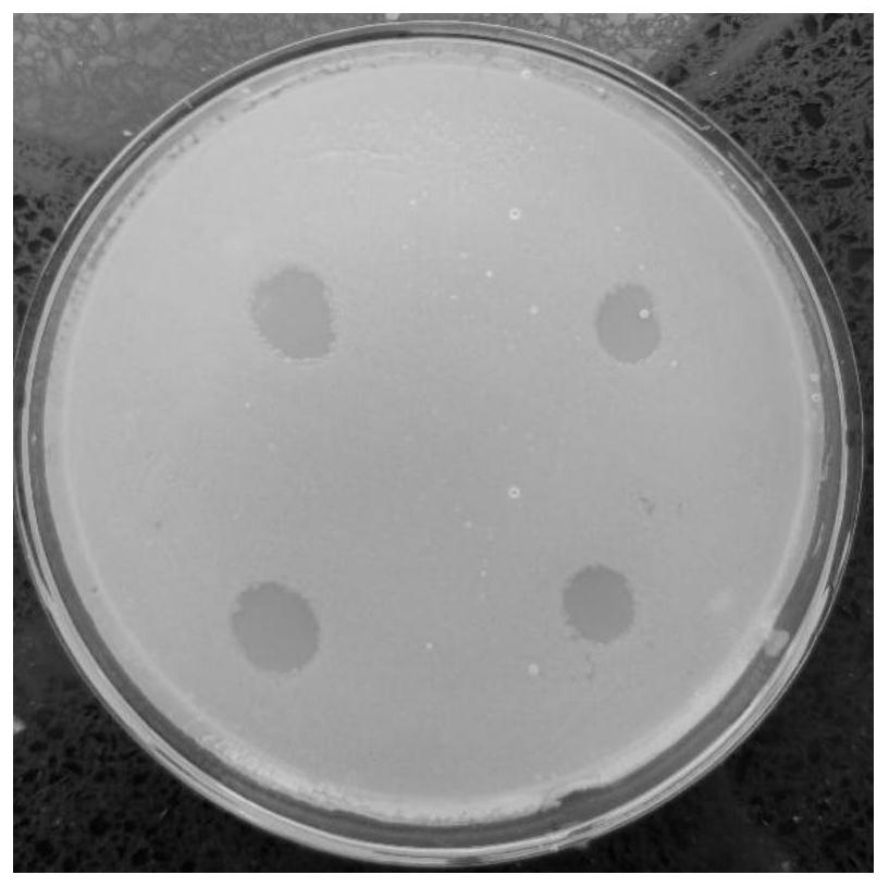 A strain of anti-phage aspartase variant production bacteria and its selection method and application
