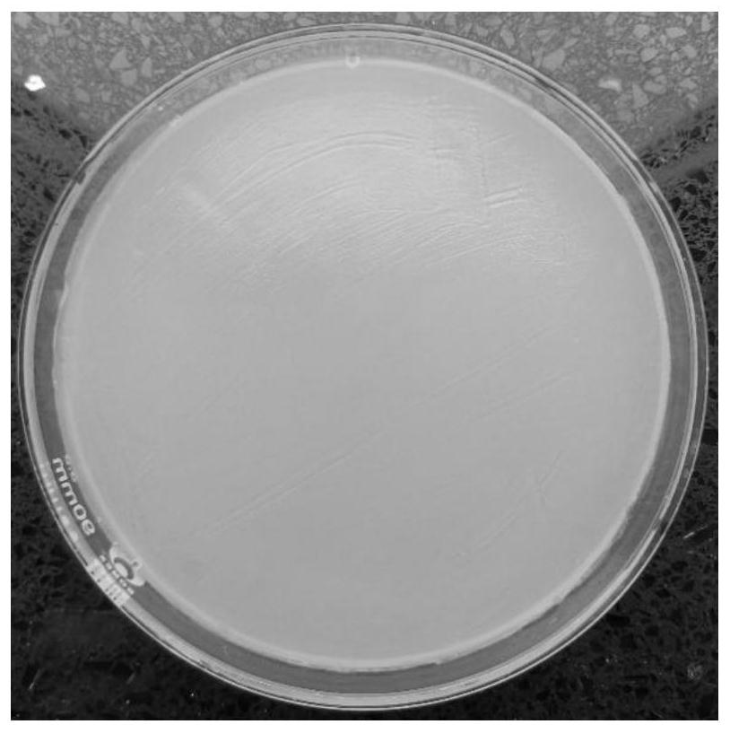 A strain of anti-phage aspartase variant production bacteria and its selection method and application