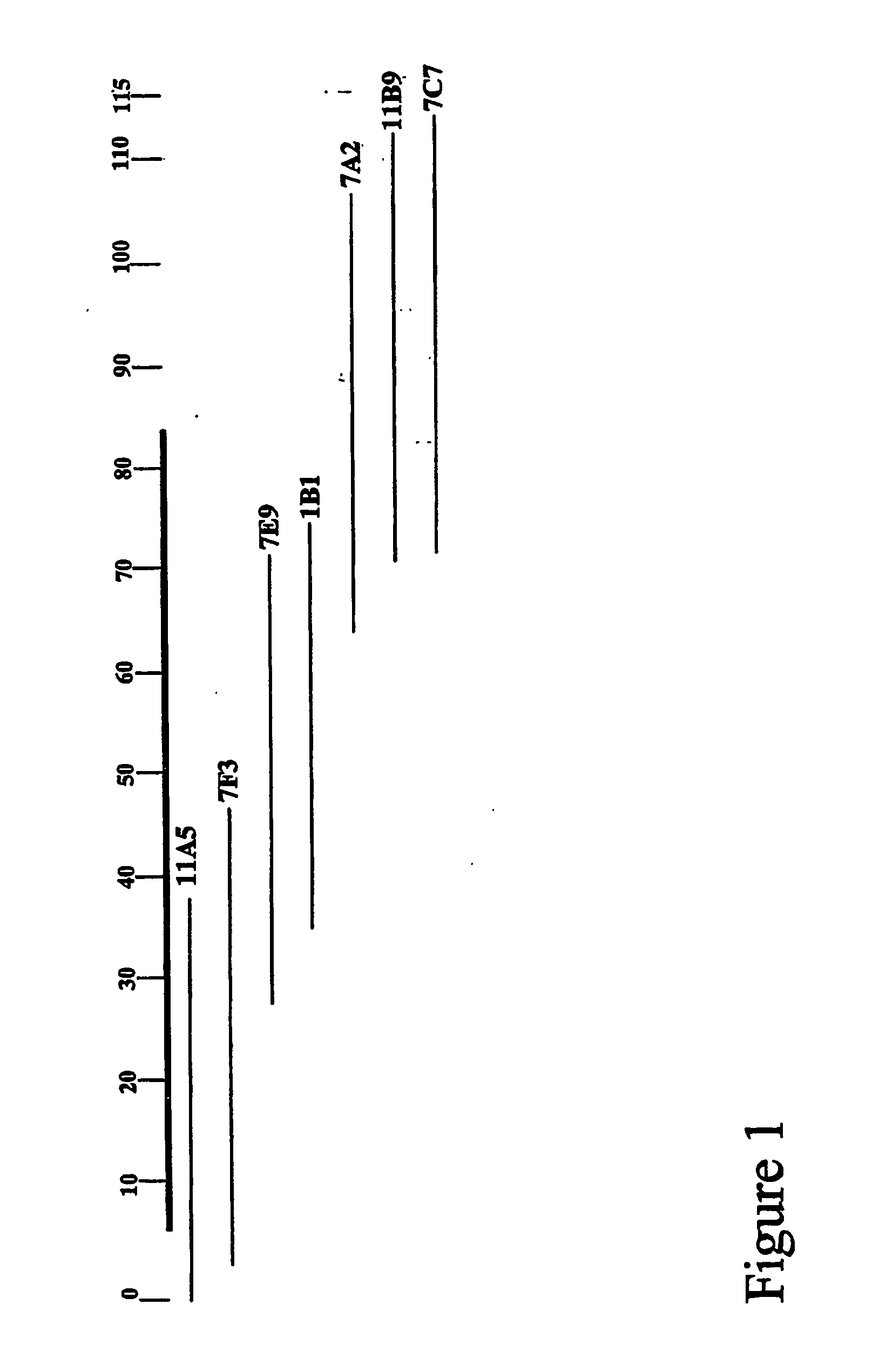 Genes and Proteins For the Biosynthesis of the Glycopeptide Antibiotic A40926