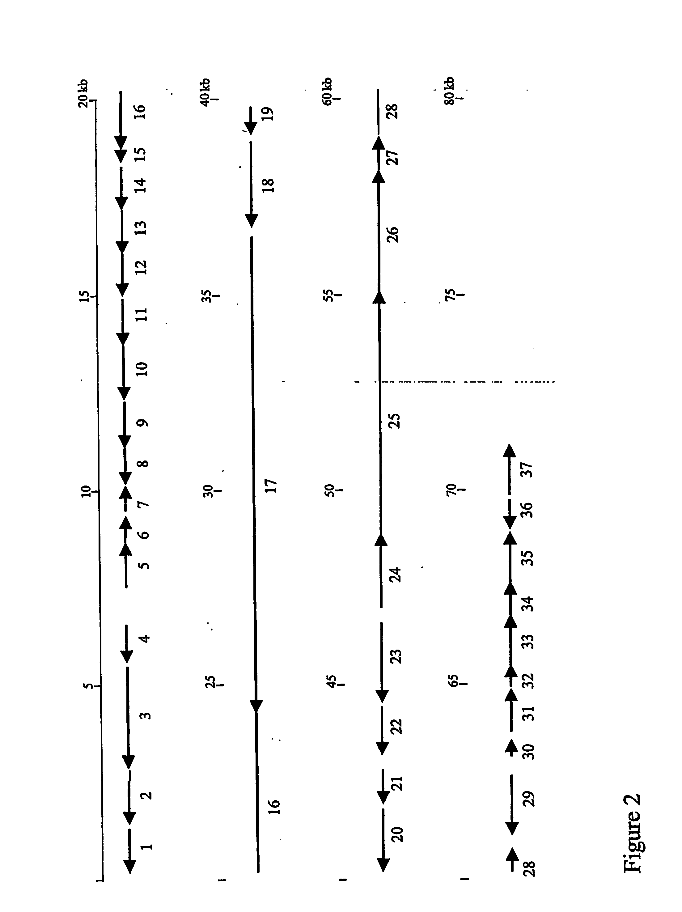 Genes and Proteins For the Biosynthesis of the Glycopeptide Antibiotic A40926