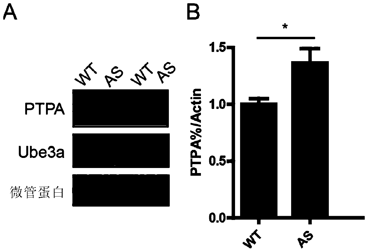 Application of Ube3a-ubiquitinated protein phosphatase 2A (PP2A) activating factor, namely tyrosine phosphatase activating factor (PTPA), for treating Angelman syndrome and autism