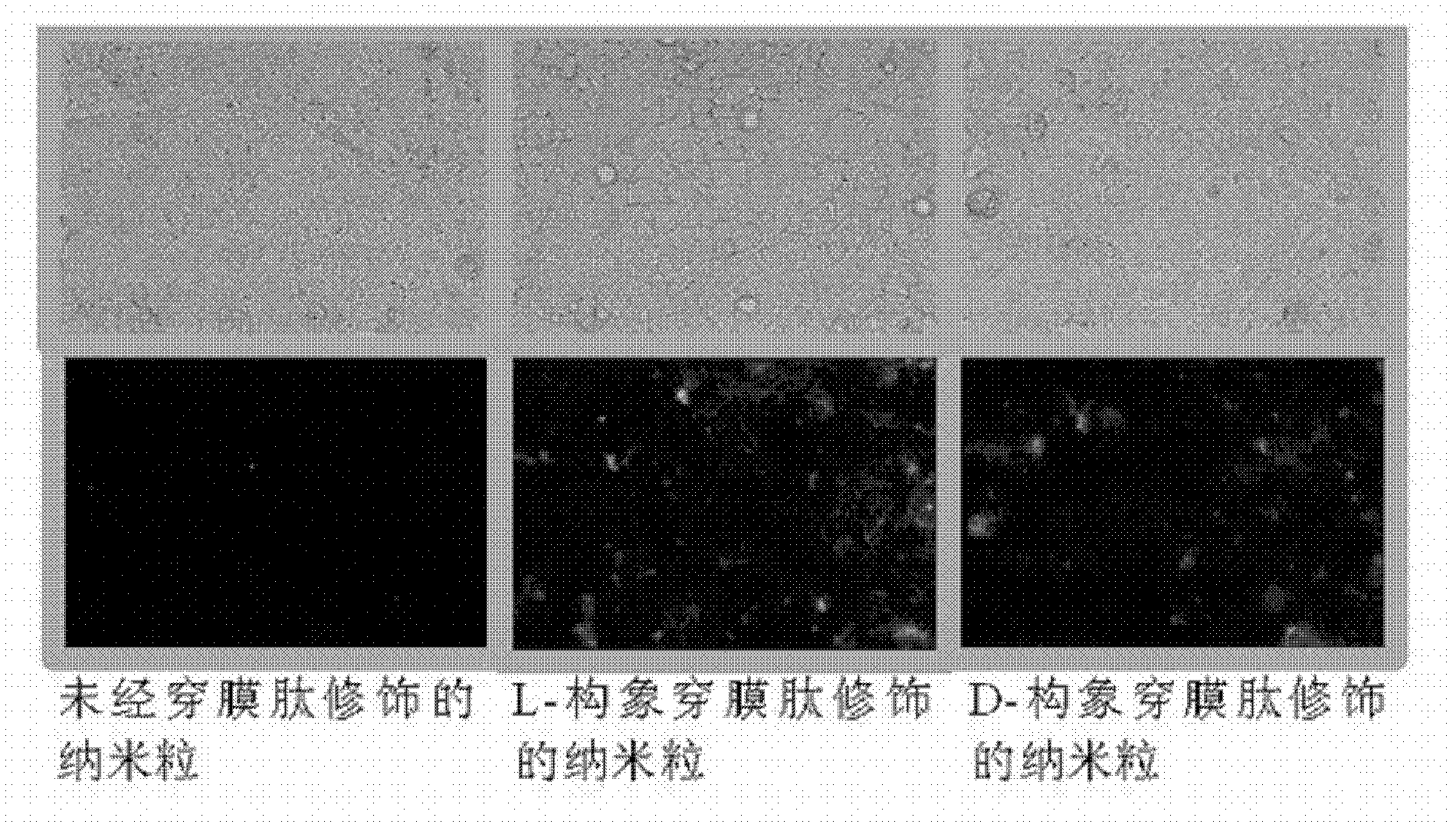 Cell-penetrating peptide modified nanoparticle and its preparation method