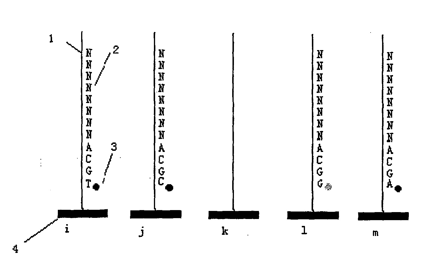 Sequencing method for reverse hybridized coupling extended DNA