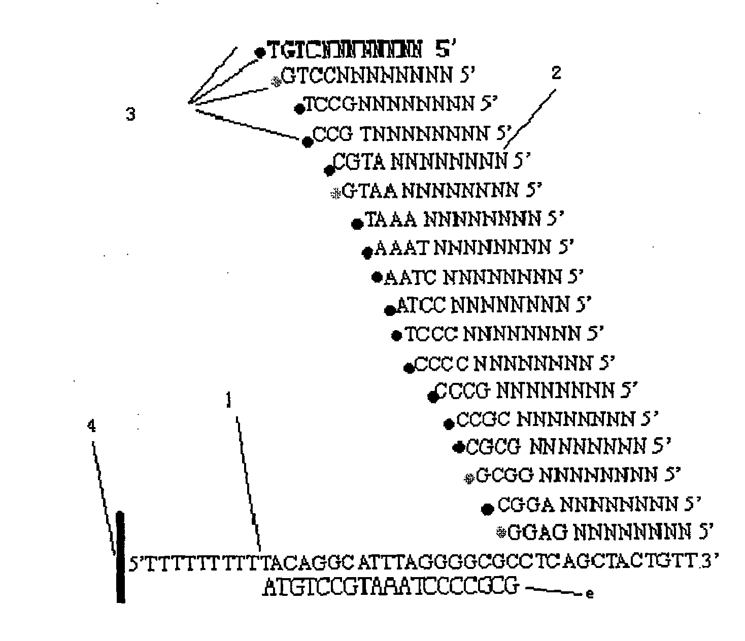 Sequencing method for reverse hybridized coupling extended DNA