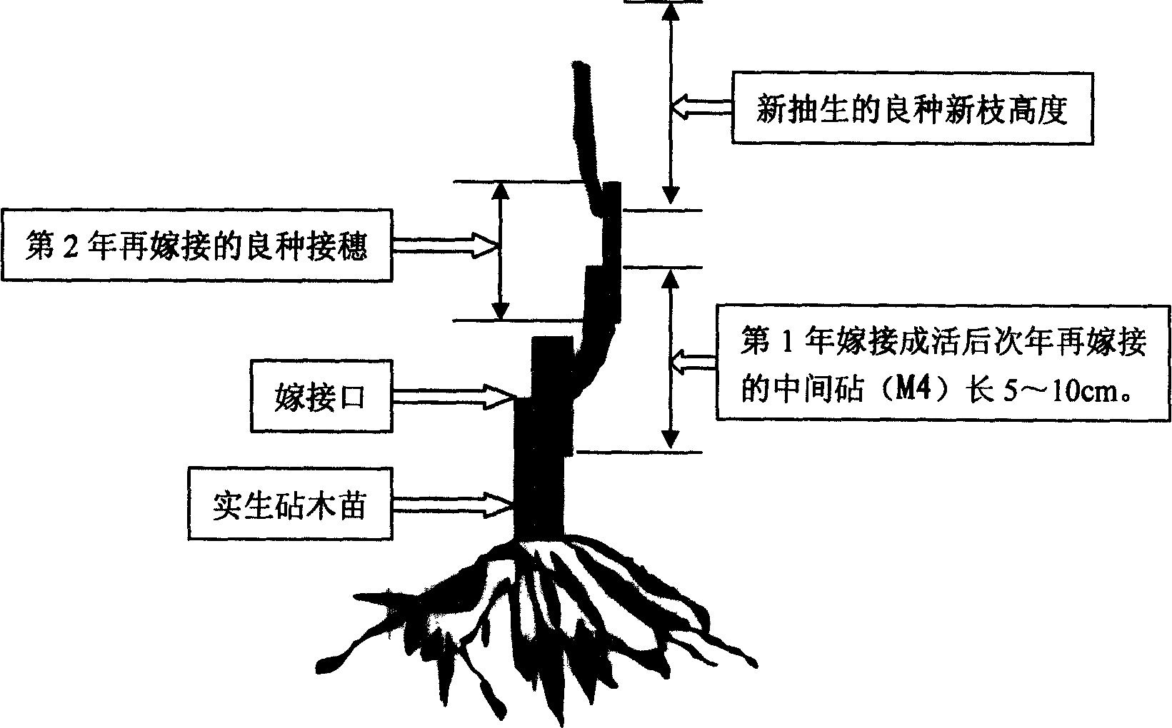 Bayberry dwarfing intermediate stock and its utilization method