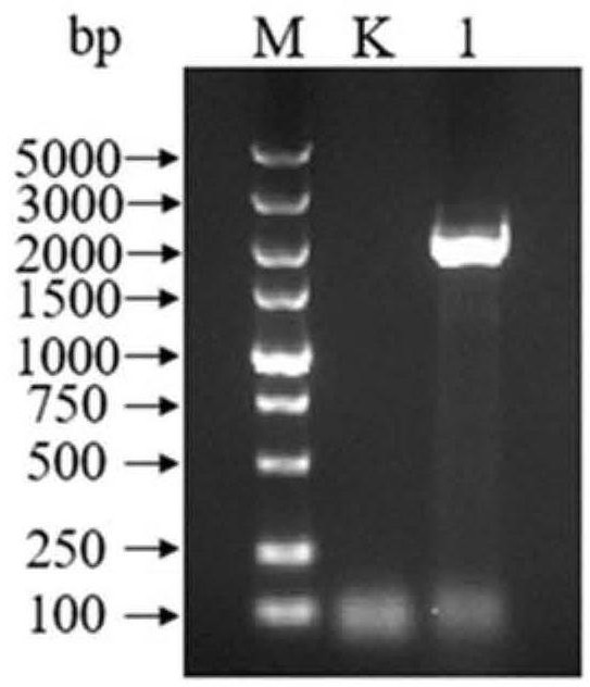 Copper-containing amine oxidase sourced from saccharopolyspora cavaleriei and capable of degrading biogenic amine and application thereof