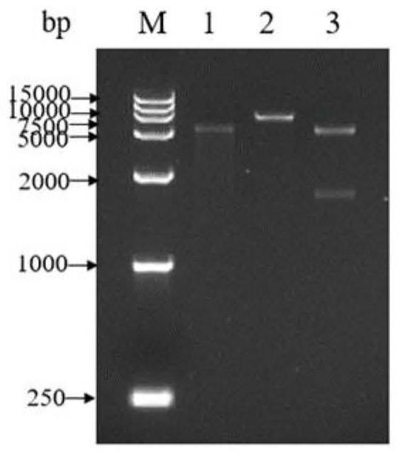 Copper-containing amine oxidase sourced from saccharopolyspora cavaleriei and capable of degrading biogenic amine and application thereof