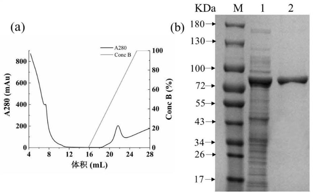 Copper-containing amine oxidase sourced from saccharopolyspora cavaleriei and capable of degrading biogenic amine and application thereof