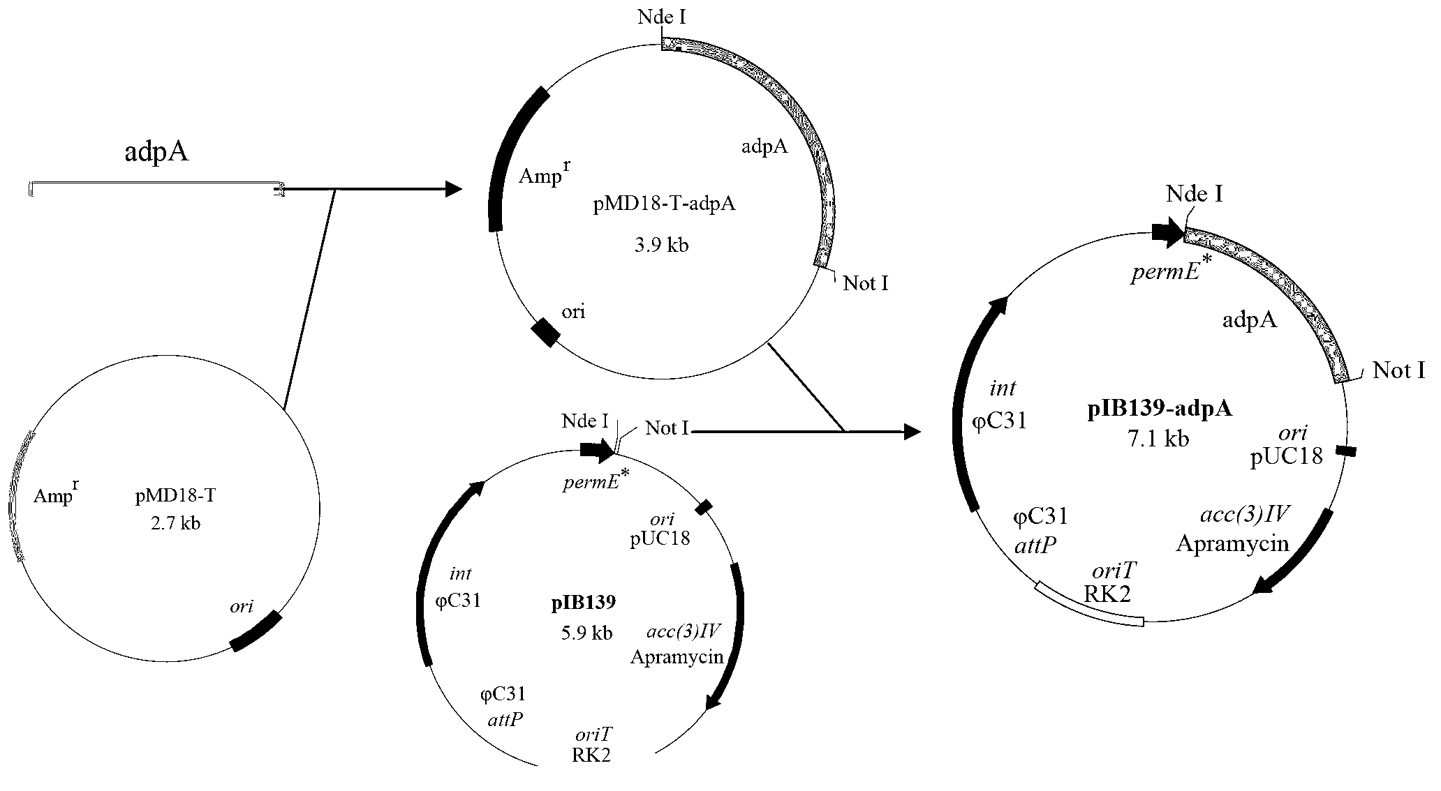 Recombinant streptomyces diastatochromogenes with reinforced adpA expression, construction method and application