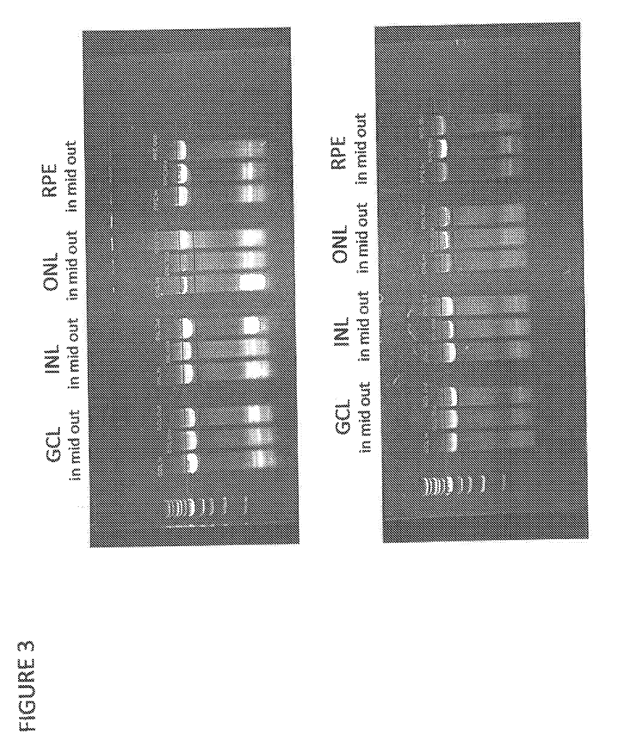 Adeno-associated virus variant capsids and methods of use thereof