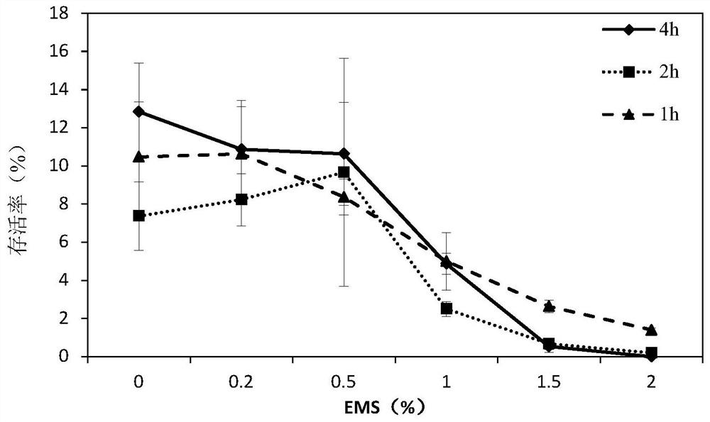 Starch-deficient mutant strain of Scenedesmus apicula and its application