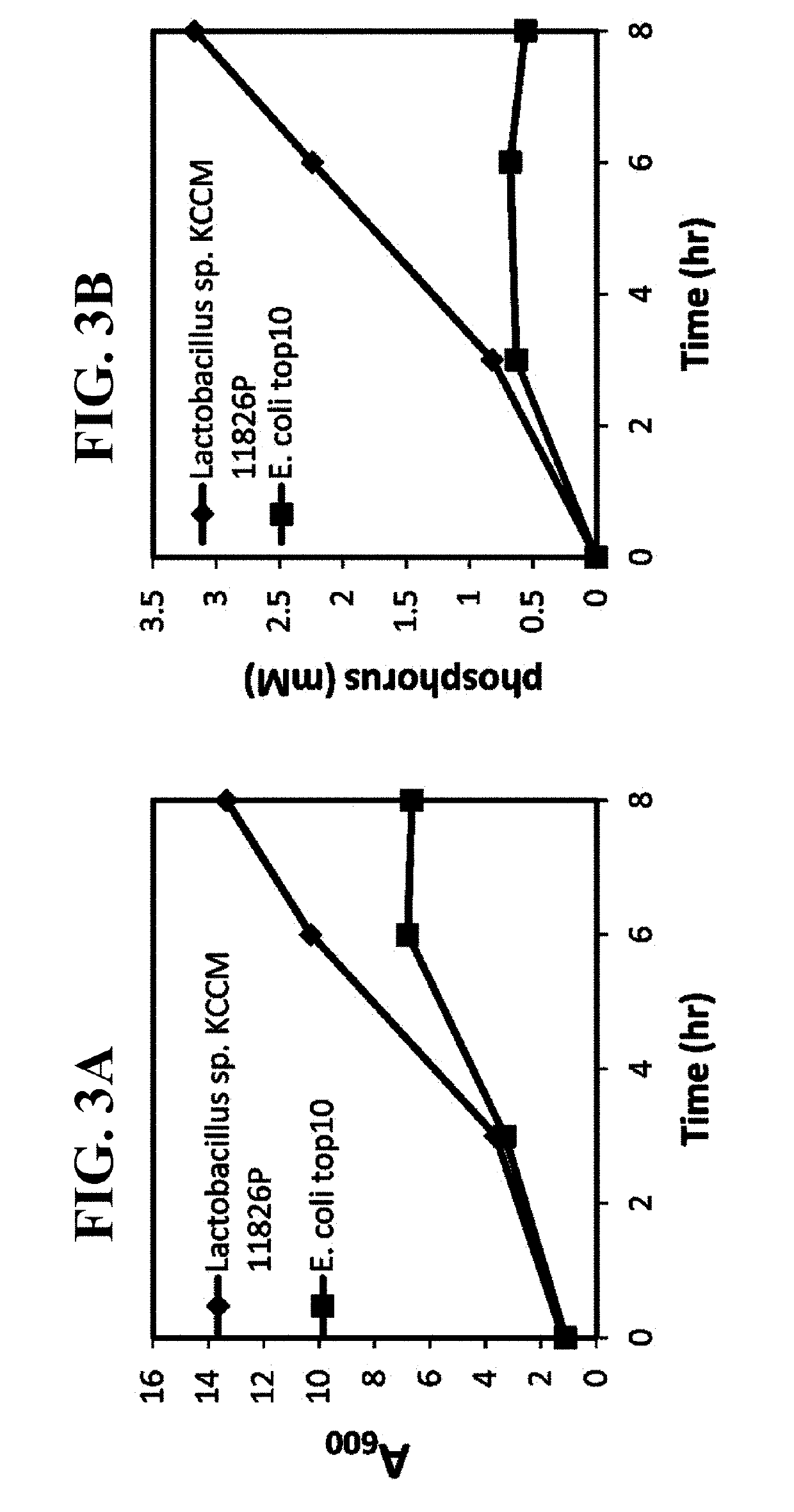 Pharmaceutical composition and healthy food composition with lactobacillus sp. kccm 11826p for preventing or treating hyperphosphatemia in chronic kidney disease