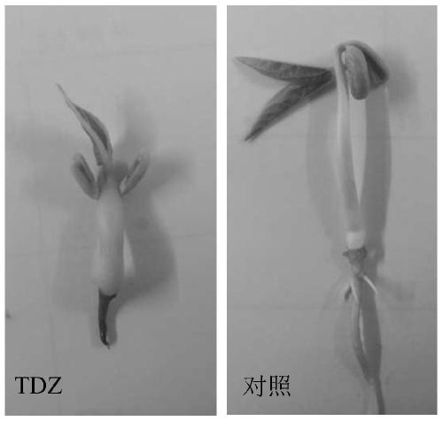 Genetic transformation method for mung beans