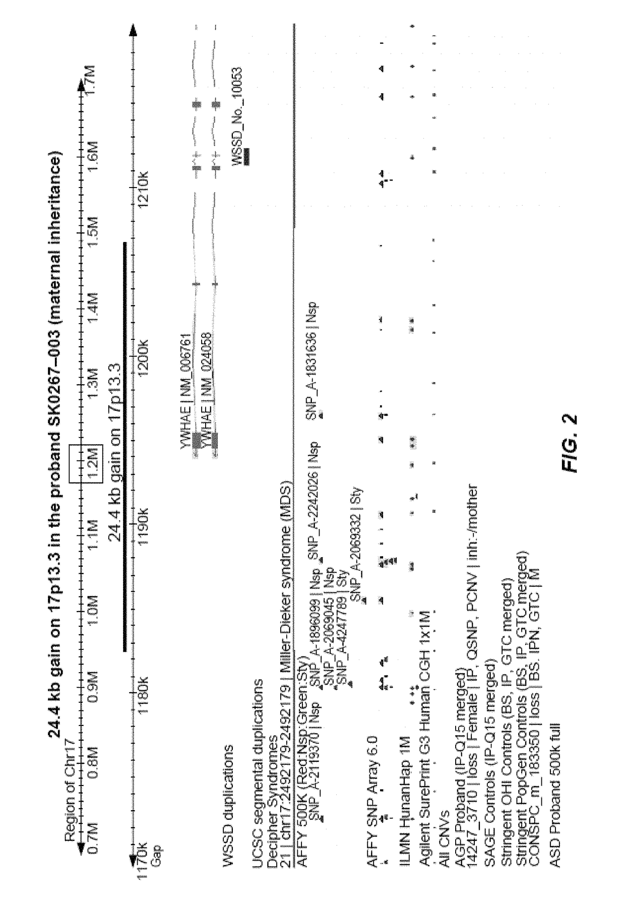 Methods and compositions for screening and treating developmental disorders