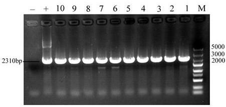 Preparation method of ginsenoside Rh2