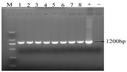 Preparation method of ginsenoside Rh2