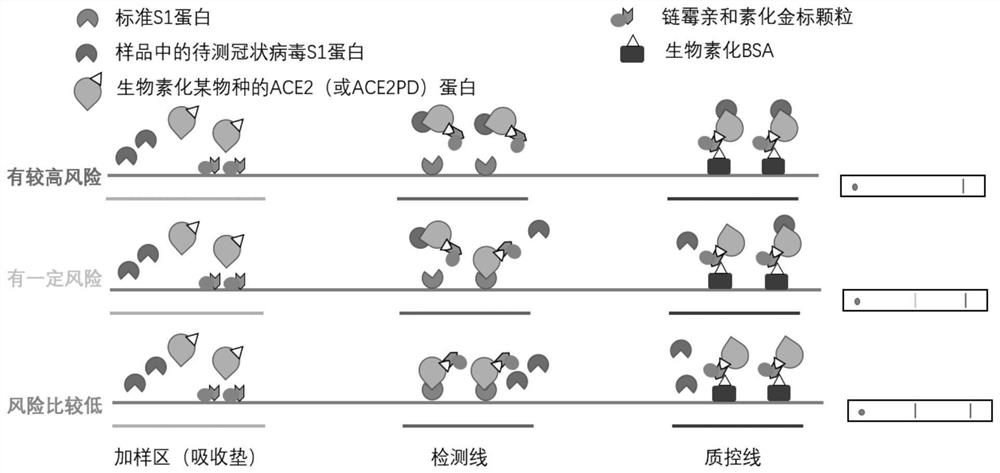 Method and test strip for evaluating cross-species infection risk of coronavirus and application of test strip