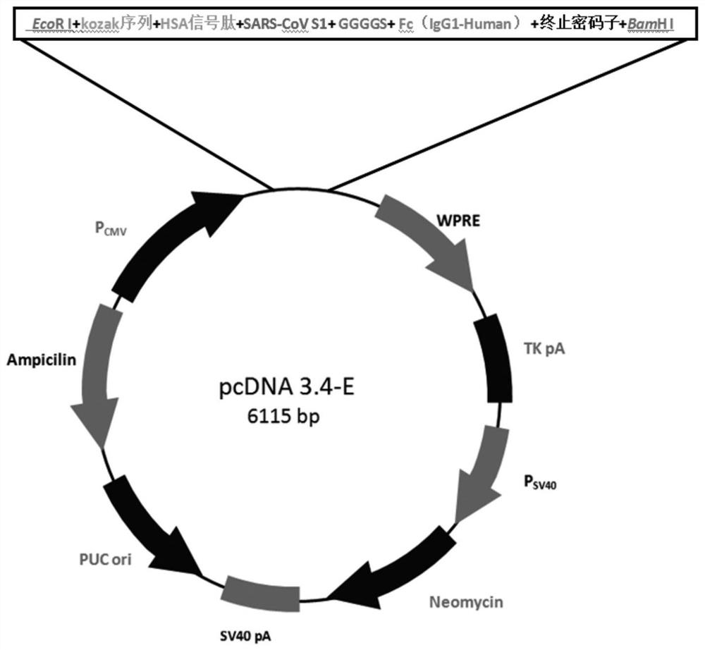 Method and test strip for evaluating cross-species infection risk of coronavirus and application of test strip