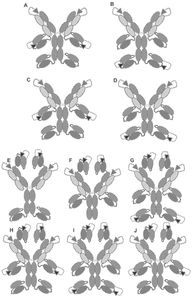 Multispecific antibodies, multispecific activatable antibodies and methods of using the same