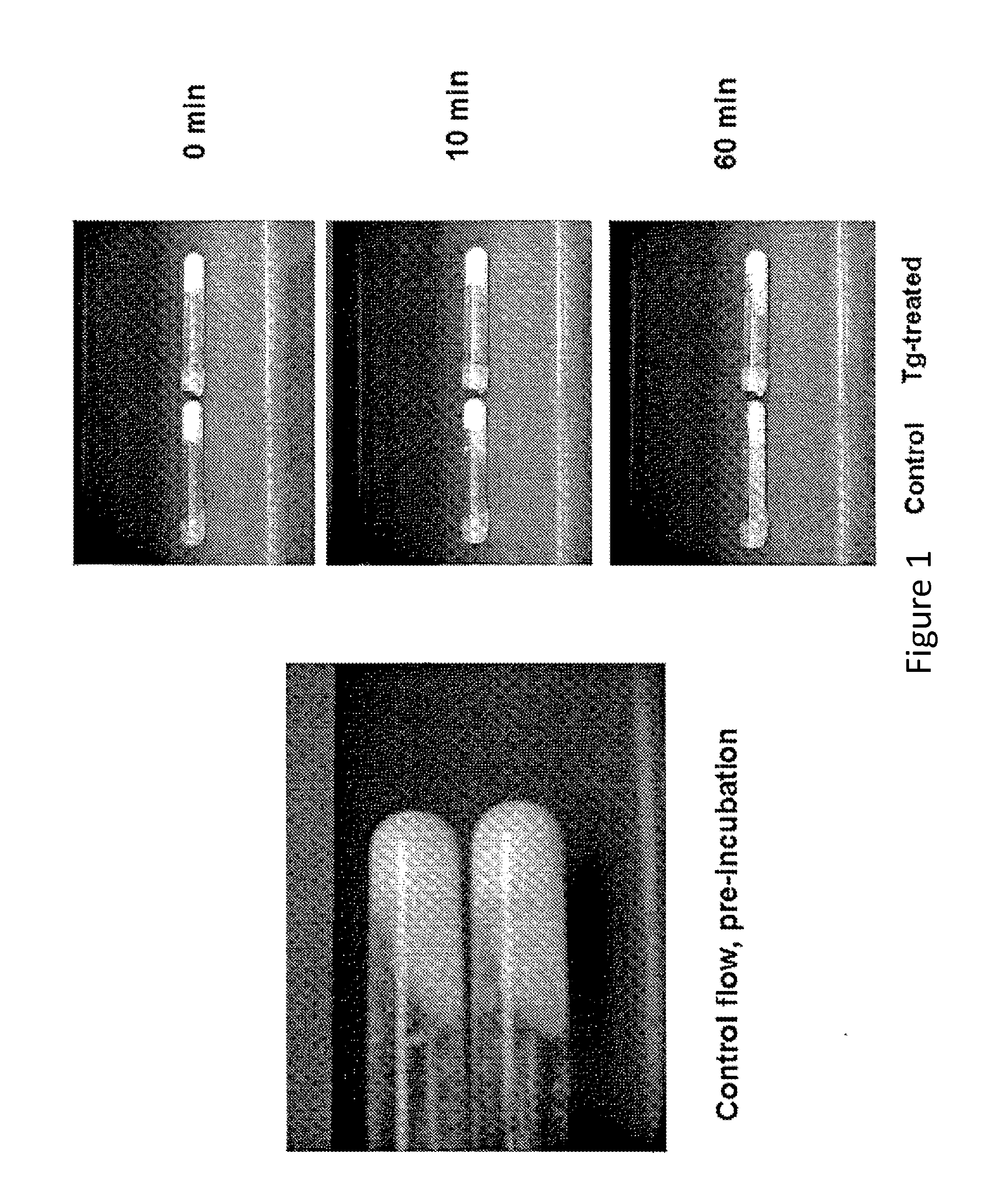 Biomaterial Compositions and Methods of Use