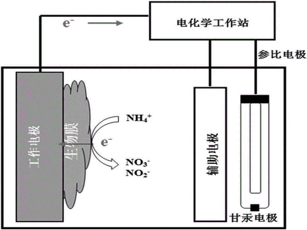 Method for electrochemical enrichment culture of anaerobic ammonia oxidation biomembrane