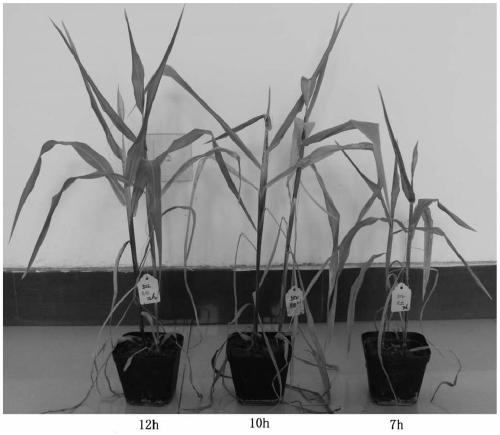 Method for Artificially Raising Corn Aphids Using Live Corn Plants