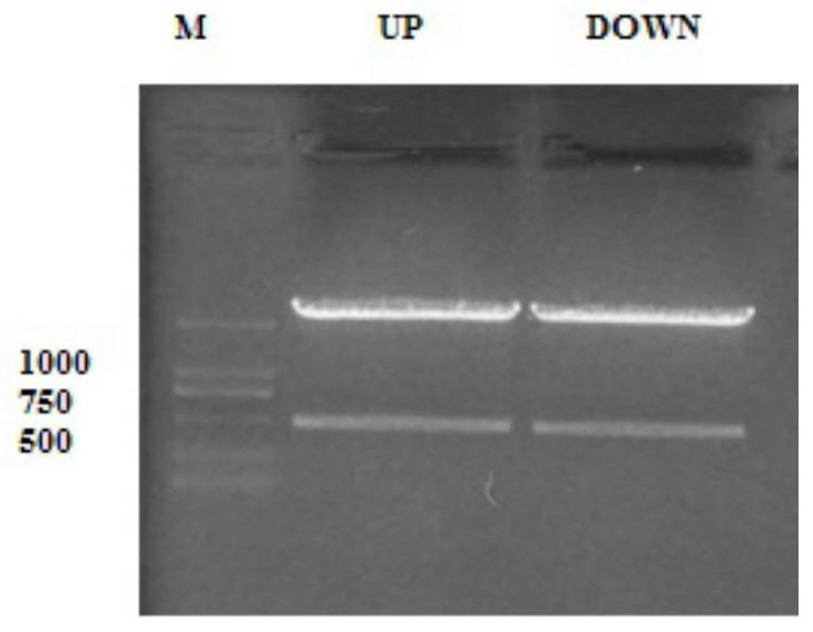 A kind of recombinant mycobacterium smegmatis strain of knocking out c-di-amp decomposing enzyme and its application