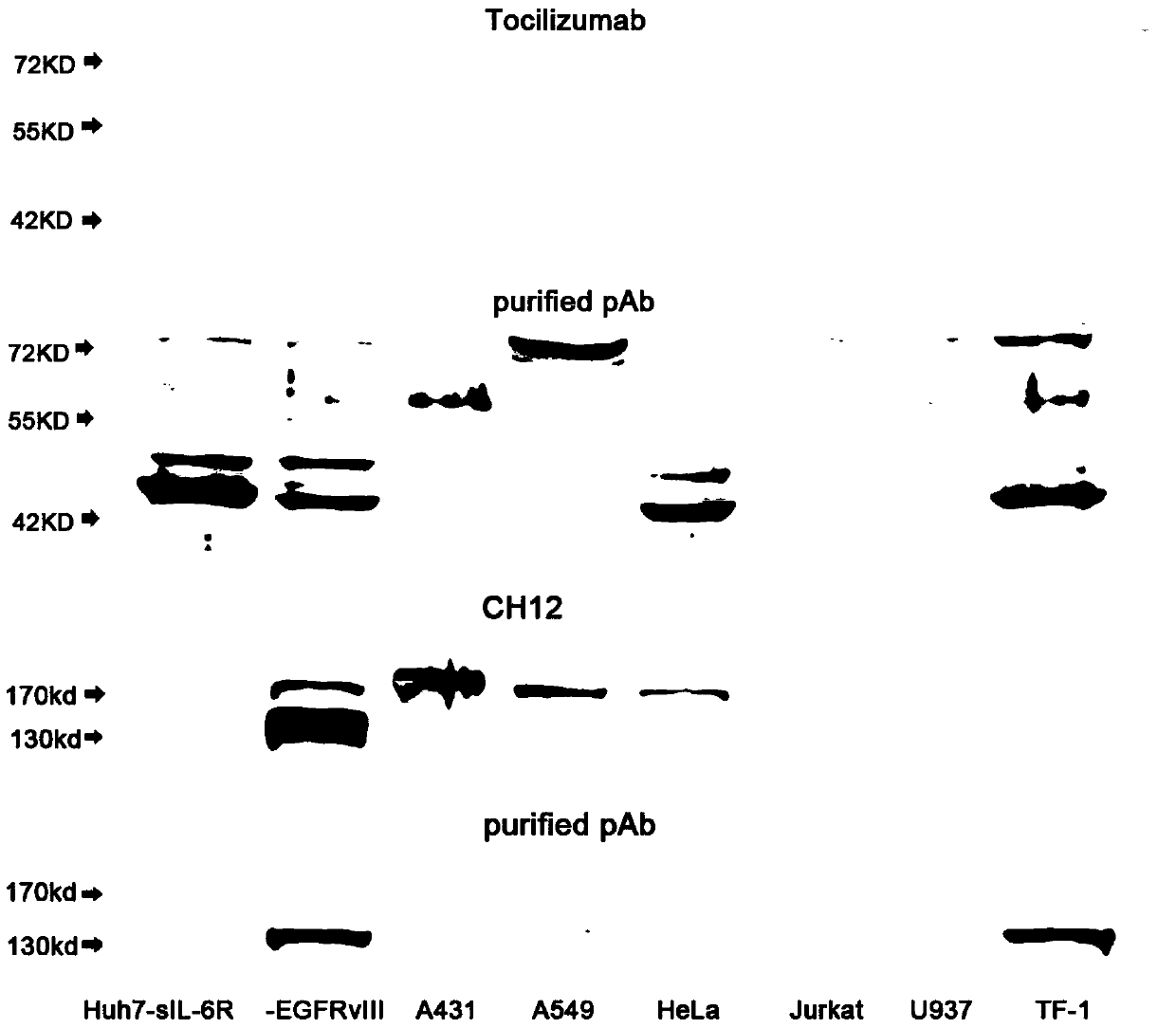 tocilizumab/ch12 conjugated mimotope peptide