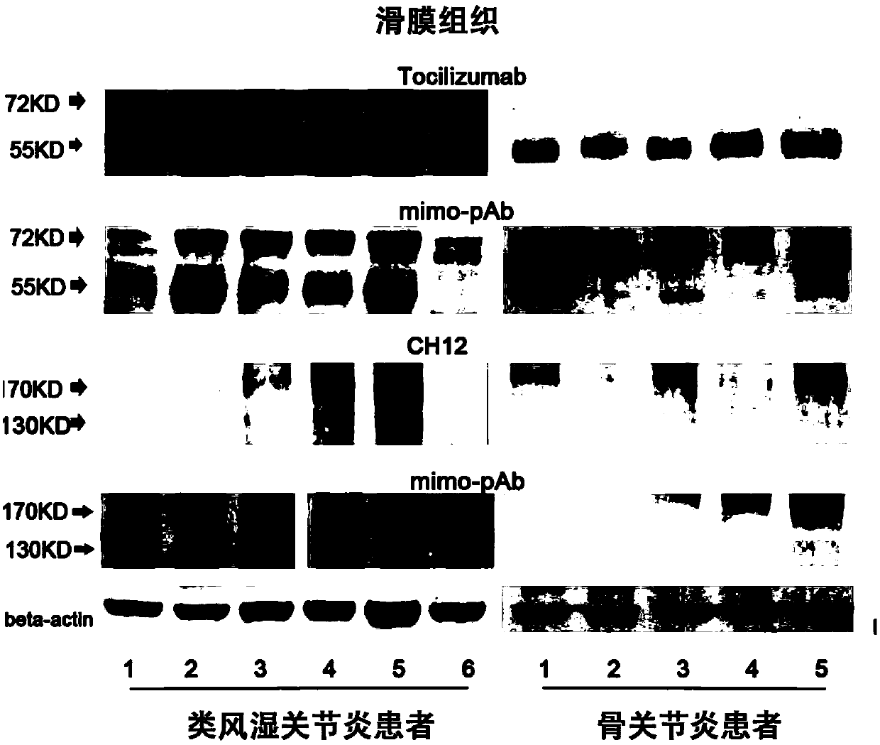 tocilizumab/ch12 conjugated mimotope peptide