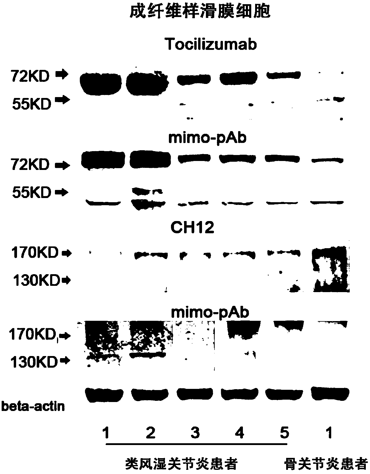 tocilizumab/ch12 conjugated mimotope peptide