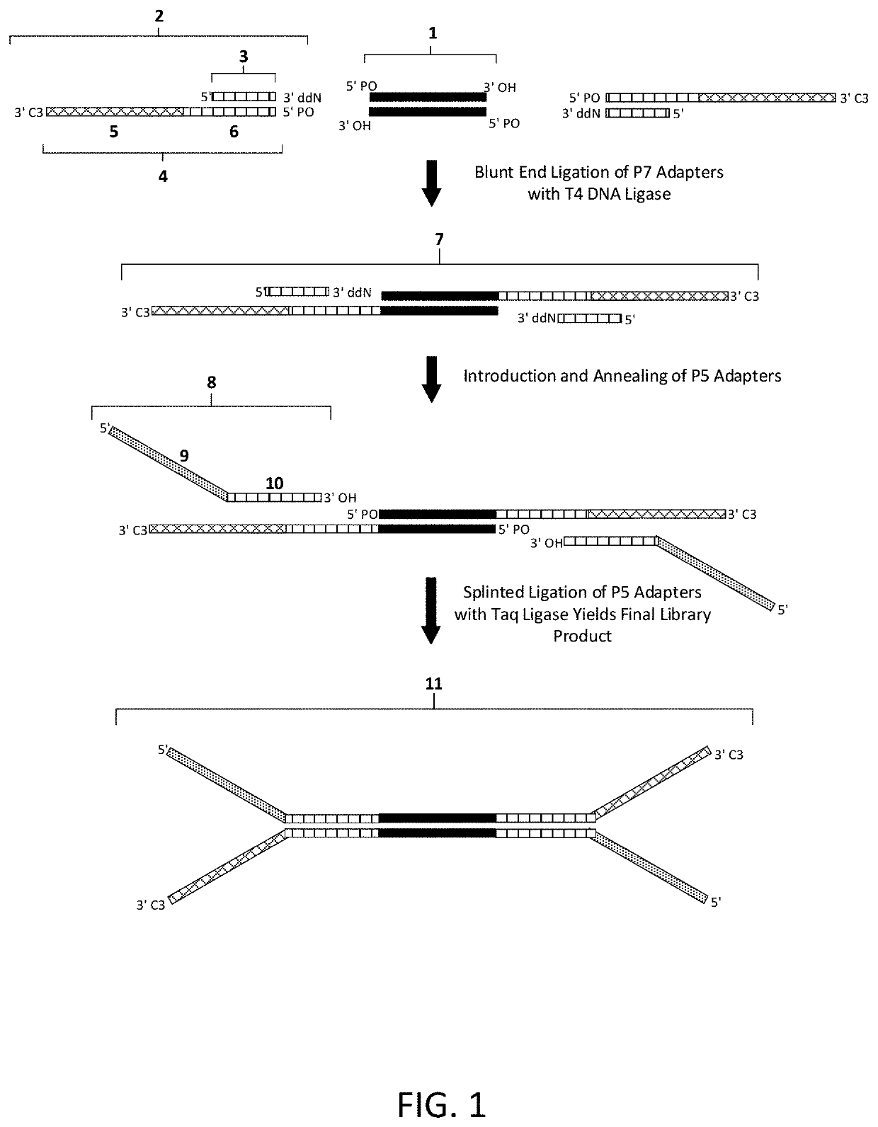 Construction of next generation sequencing (NGS) libraries using competitive strand displacement