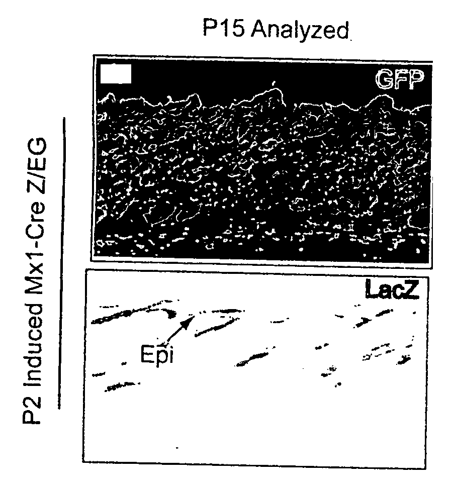 Methods and compositions for controlling hair follicle stem cell fate