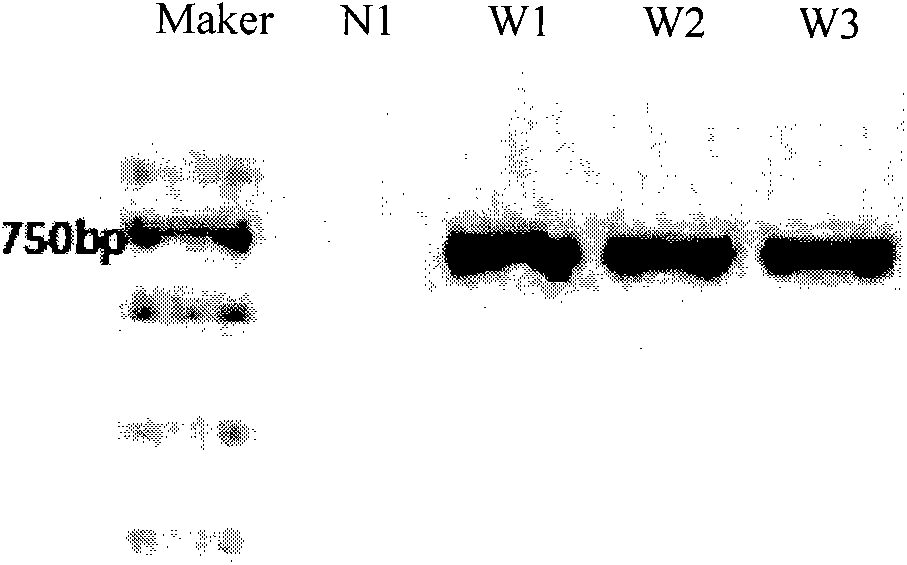 A kind of dna barcode molecular identification method of leeches