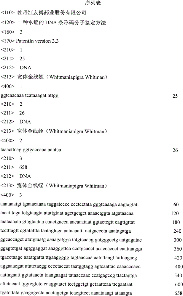 A kind of dna barcode molecular identification method of leeches