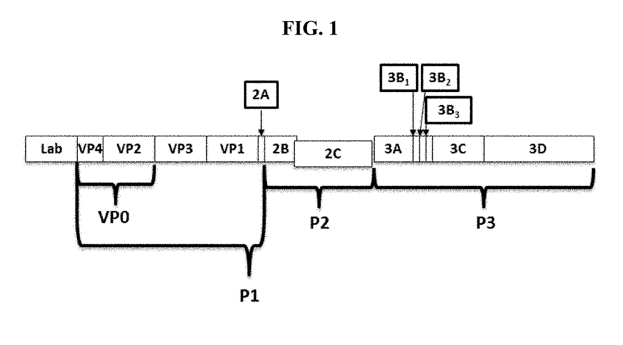 Processing of a modified foot-and-mouth disease virus P1 polypeptide by an alternative protease