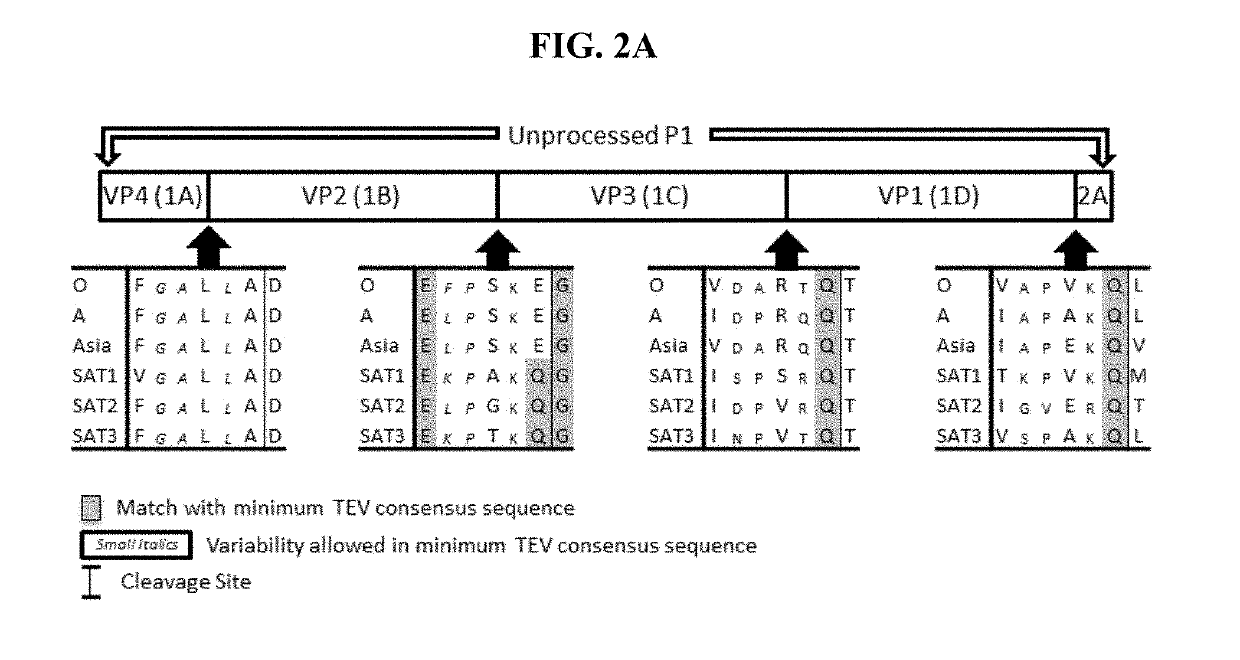 Processing of a modified foot-and-mouth disease virus P1 polypeptide by an alternative protease