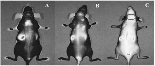 Multifunctional cerebral neuron targeting polypeptide and its application in preparing medicine for treating Alzheimer's disease