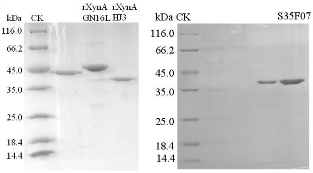 A kind of endoxylanase mutant s35f07 and its preparation method and application