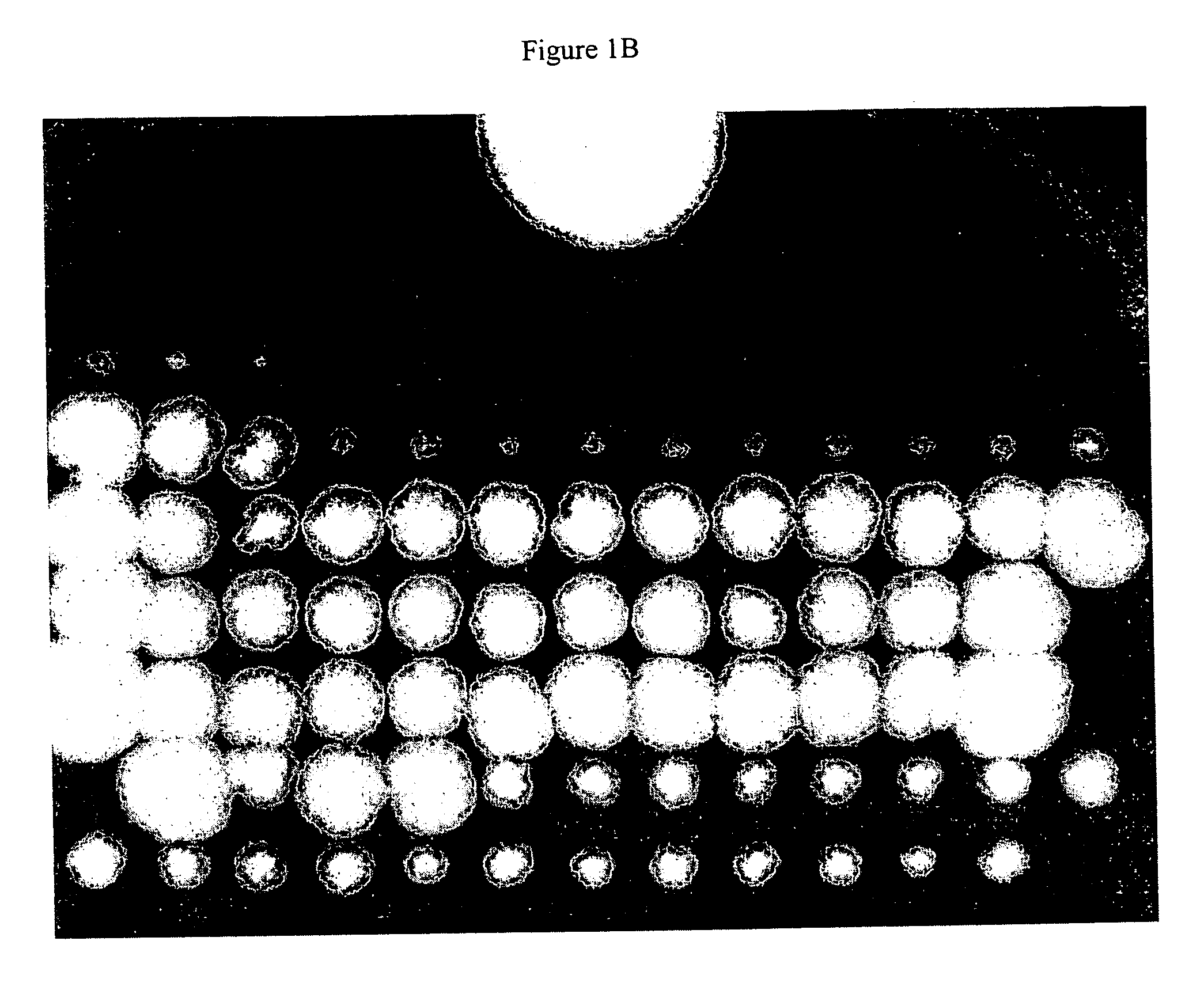 Microfluidic systems for biological and molecular analysis and methods thereof
