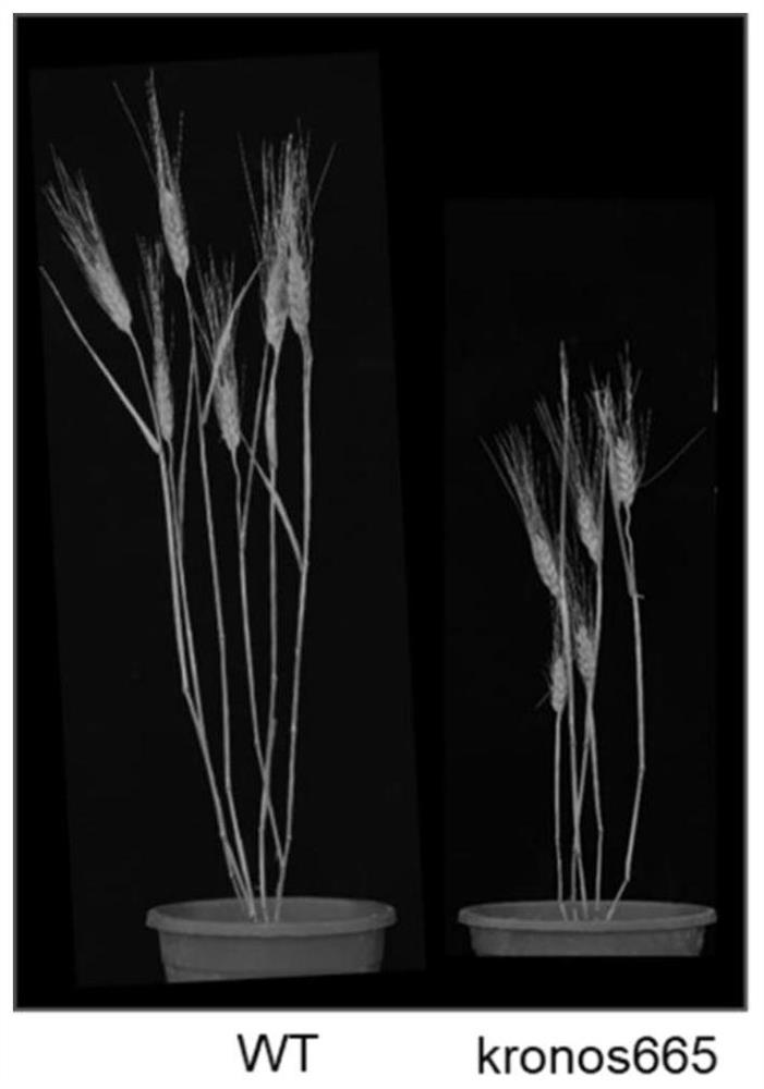 Application of wheat TaTFIIB gene in regulation and control of wheat plant height development