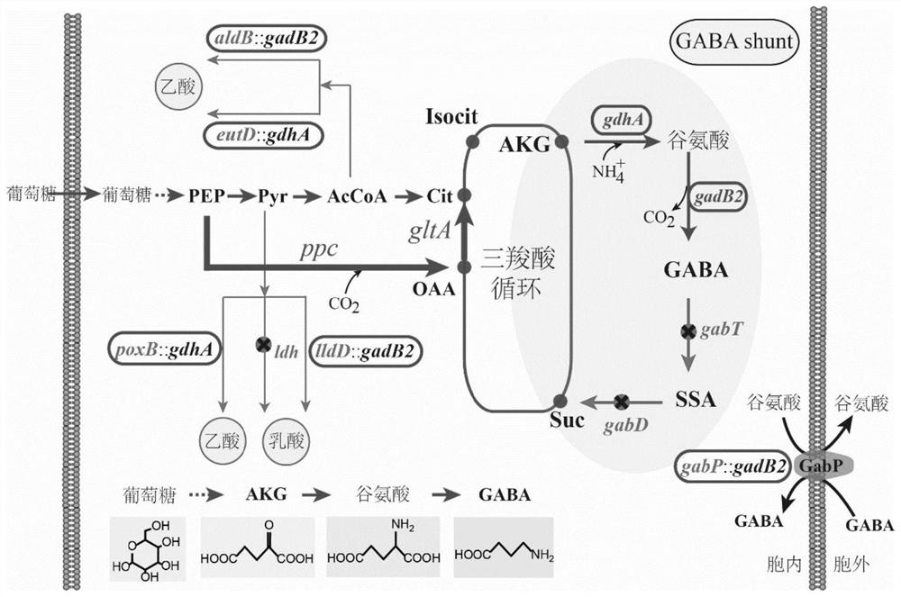 Construction of corynebacterium glutamicum independent of antibiotics and capable of efficiently producing gamma-aminobutyric acid