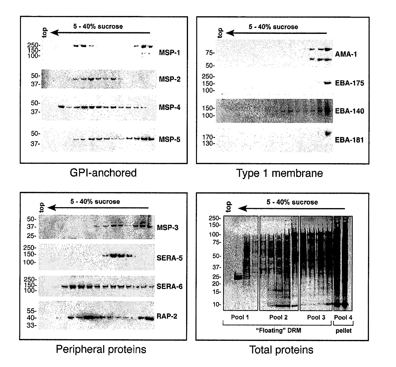 Immunogenic compositions and methods of use thereof