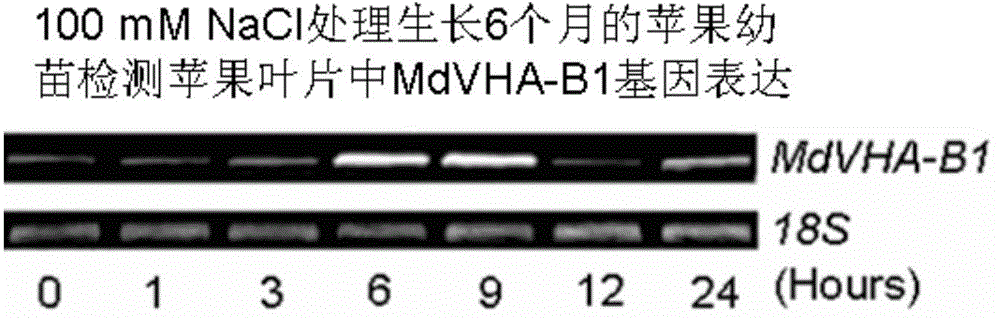 Apple V-ATPase subunit gene MdVHA-B1S396A and stress-resistance application thereof